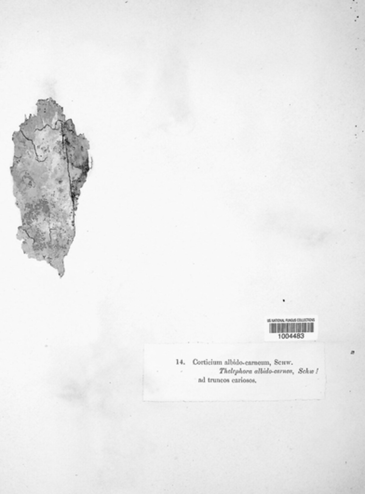 Corticium albidocarneum image